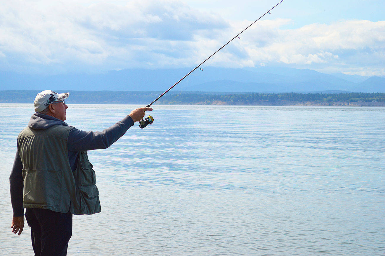 Escaped Atlantic salmon biting on Whidbey