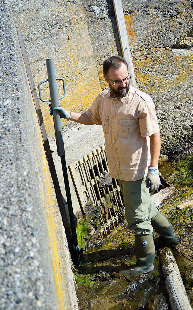 Matt Zupich, of the Whidbey Island Conservation District, installs equipment to measure water levels in a marsh near Greenbank Farm. The conservation district is helping the landowners handle drainage problems involved with an aging tidegate. Photo by Laura Guido/Whidbey News-Times