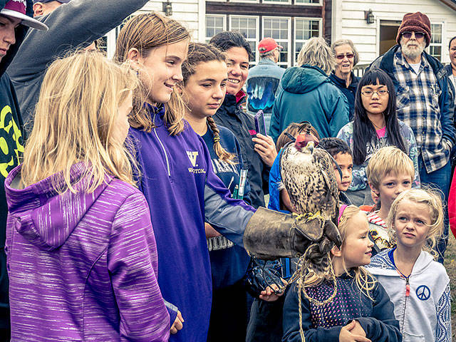 Raptor Day at Coupeville’s Pacific Rim Institute features a close-up look at falcons, owls, merlins and other large birds of prey. Photos by John Deir/Pacific Rim Institute