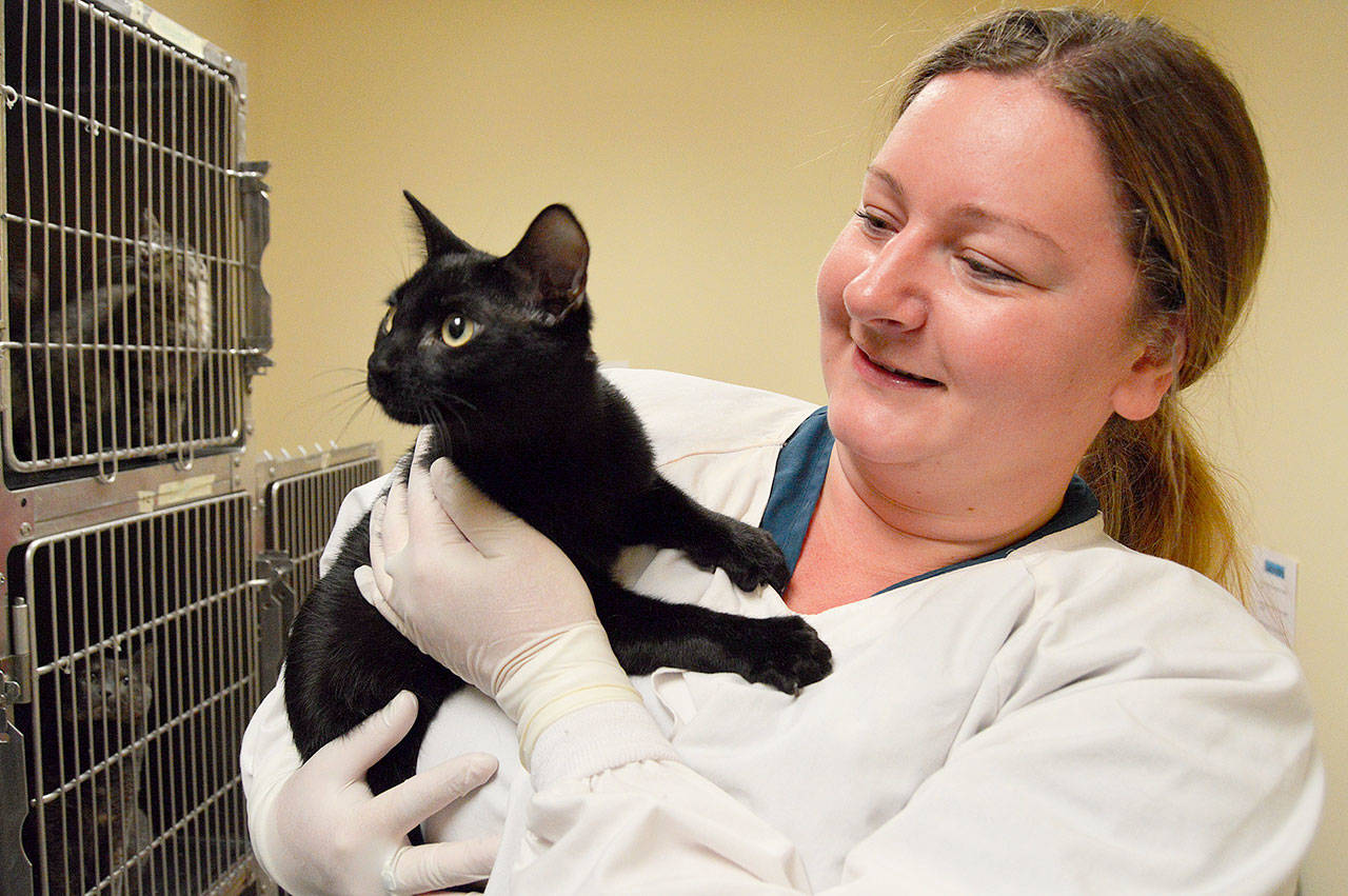 WAIF volunteer Shelly Burton holds Pistol Pete, the only male in a group of 13 cats that came to the shelter from hurricane-ravaged Texas. Photos by Megan Hansen/Whidbey News-Times
