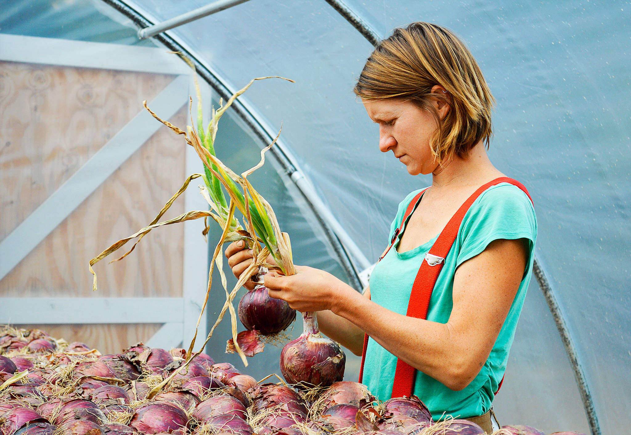 Kylie Neal inspects drying onions at Kettle’s Edge Farm Monday. Fresh produce from the farm will be served at a four-course dinner at Oystercatcher as part of Whidbey Island Grown Week, running Sept. 29-Oct. 8. Photo by Laura Guido/Whidbey News-Times