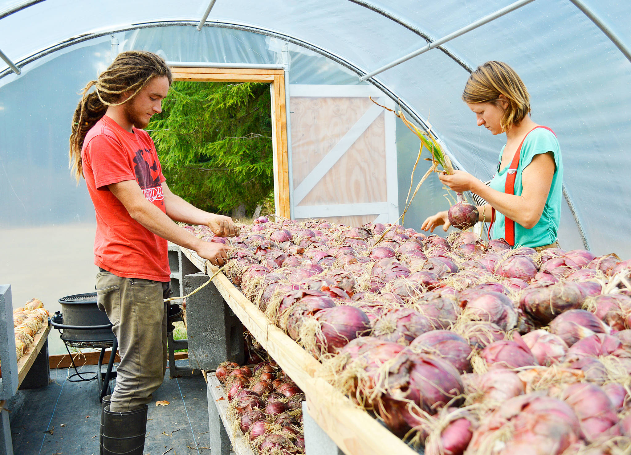 Seth Campbell and Kylie Neal sort through drying onions at Kettle’s Edge Farm Monday. The farm is one of several local organizations participating in Whidbey Island Grown Week, which runs from Sept. 39-Oct. 8. Photo by Laura Guido/Whidbey News-Times
