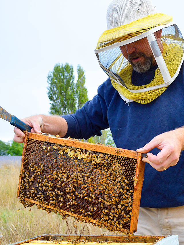 Bruce Eckholm checks on his honey bees Monday at Eckholm farm. Tours and honey samples will be available at the farm as part of Whidbey Island Grown Week, starting Sept. 29. Photo by Laura Guido/Whidbey News-Times