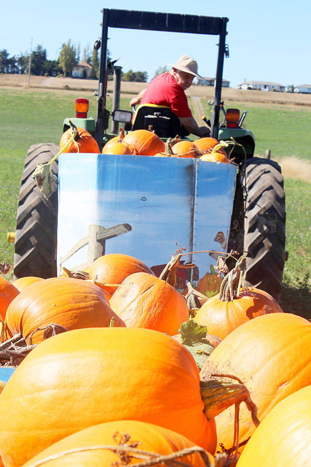 Darrell Armstrong collects another box full of just-picked pumpkins Thursday at Coupeville’s Sherman Pioneer Farm fields. Bound for South Whidbey, they’ll be showing up at stores there.