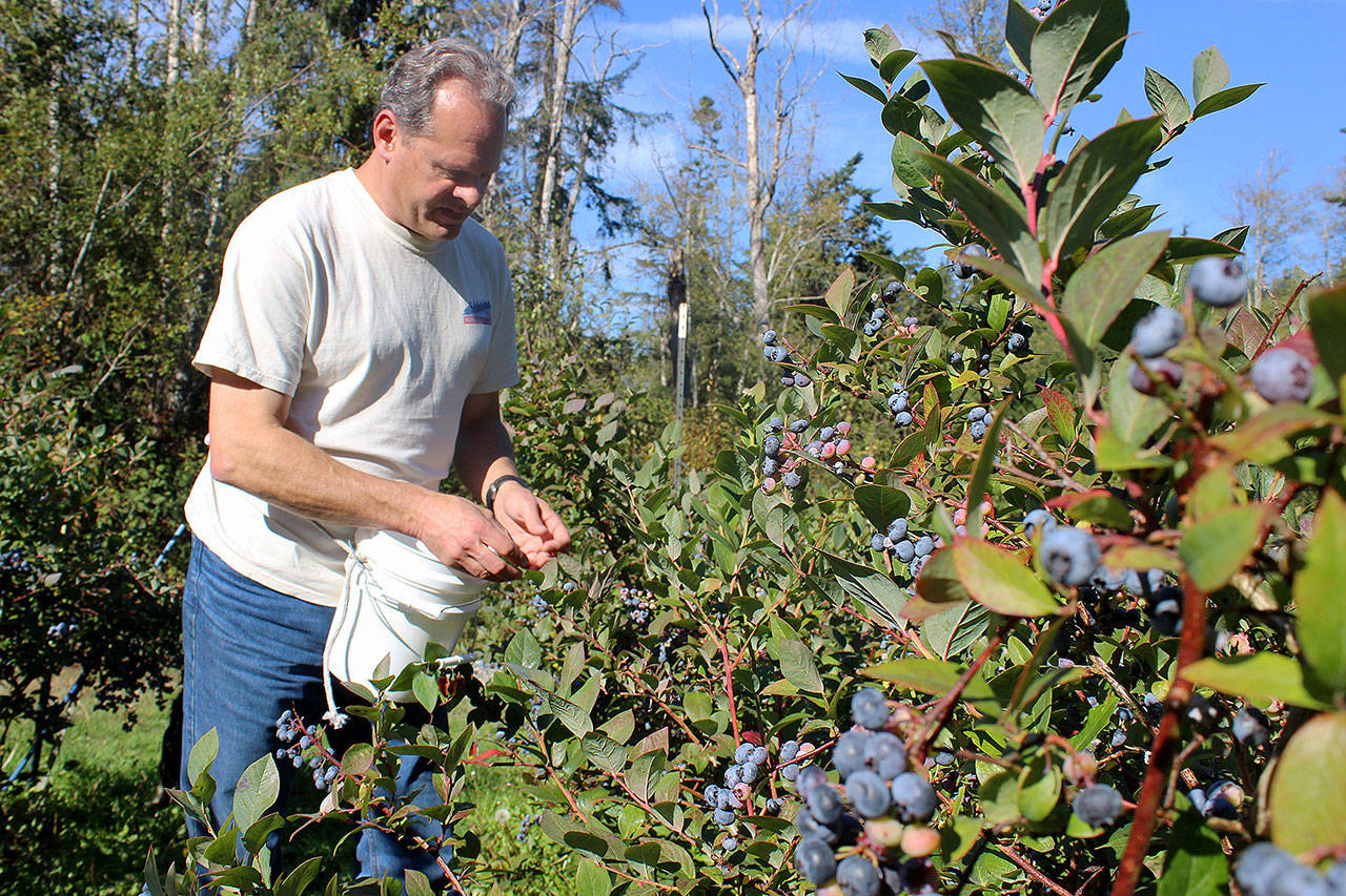 Hal Jackson picks organic blueberries at Hunter’s Moon Farm, north of Oak Harbor that ended up in an entree and desserts at Fraser’s Gourmet Restaurant. The farm-to-table dishes were part of Whidbey Island Grown Week activities. Photos by Patricia Guthrie/Whidbey News-Times