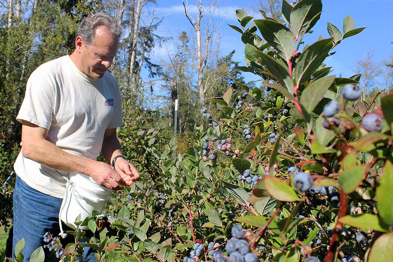 Berry amazing: From Hunter’s Moon Farm to Frasers Gourmet Hideaway