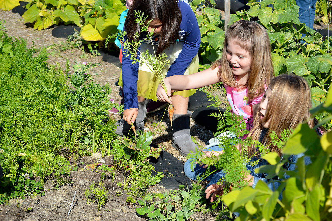 From the Left, Camila Aguero, Kaeda Graham and Zoe Rhyne pick fresh carrots from the garden at Crescent Harbor Elementary School. The school held a grand opening for the garden and a new covered play structure on Wednesday afternoon. Photo by Laura Guido/Whidbey News-Times