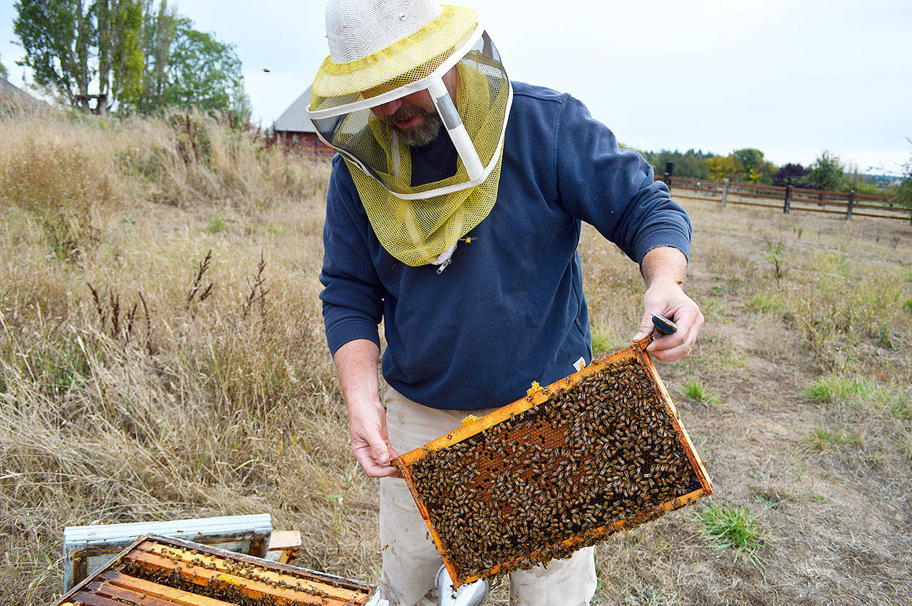 Bruce Eckholm, farmer and bee biologist, checks on a colony at Eckholm Farms, north of Coupeville. He deemed it a “decent year” for honey production. Photo by Laura Guido/Whidbey News-Times