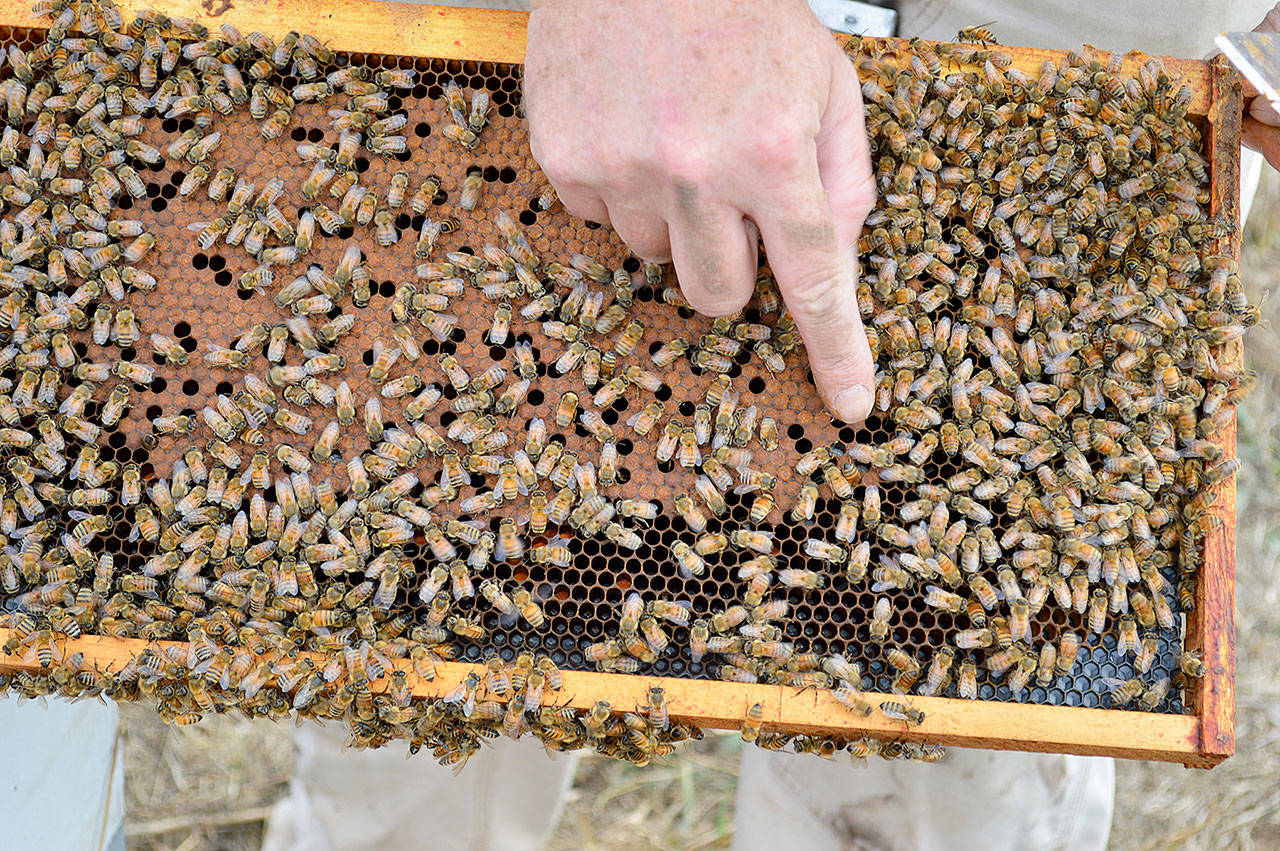 A colony of bees at Eckholm Farm. Photo by Laura Guido/Whidbey News-Times
