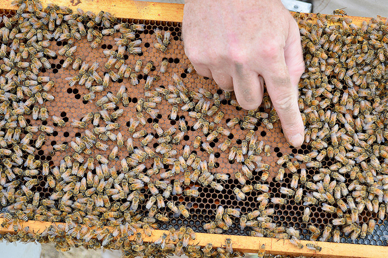 A honey of a summer on ‘Whidbee’ Island