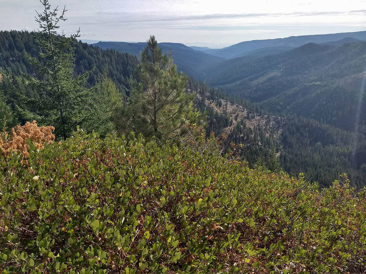 ISLAND UNSEEN| Cle Elum Ridge Run 25K: Sometimes, You Just Have To Show Up