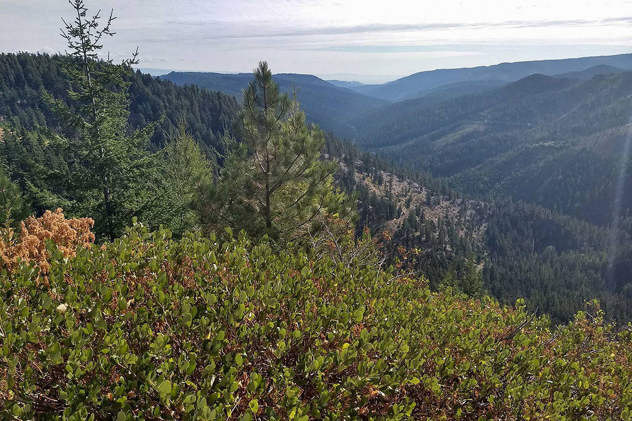 ISLAND UNSEEN| Cle Elum Ridge Run 25K: Sometimes, You Just Have To Show Up