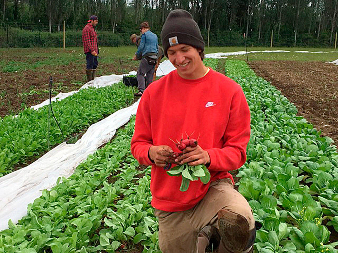 Contributed photo — Student Peyton Cypress harvests radishes from the early spring. Cypress plans to take what he learned at Organic Farm School to the Midwest, where he grew up.