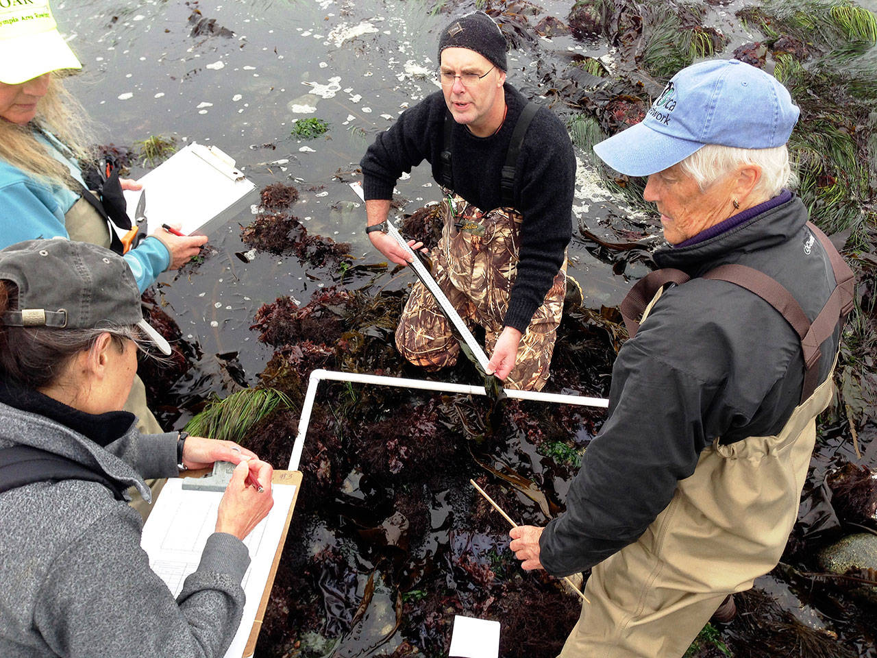 Rick Baker photo — Volunteers measure the length of different kelp species to see how fast they are growing. The volunteers measure the kelp harvesters are interested in.