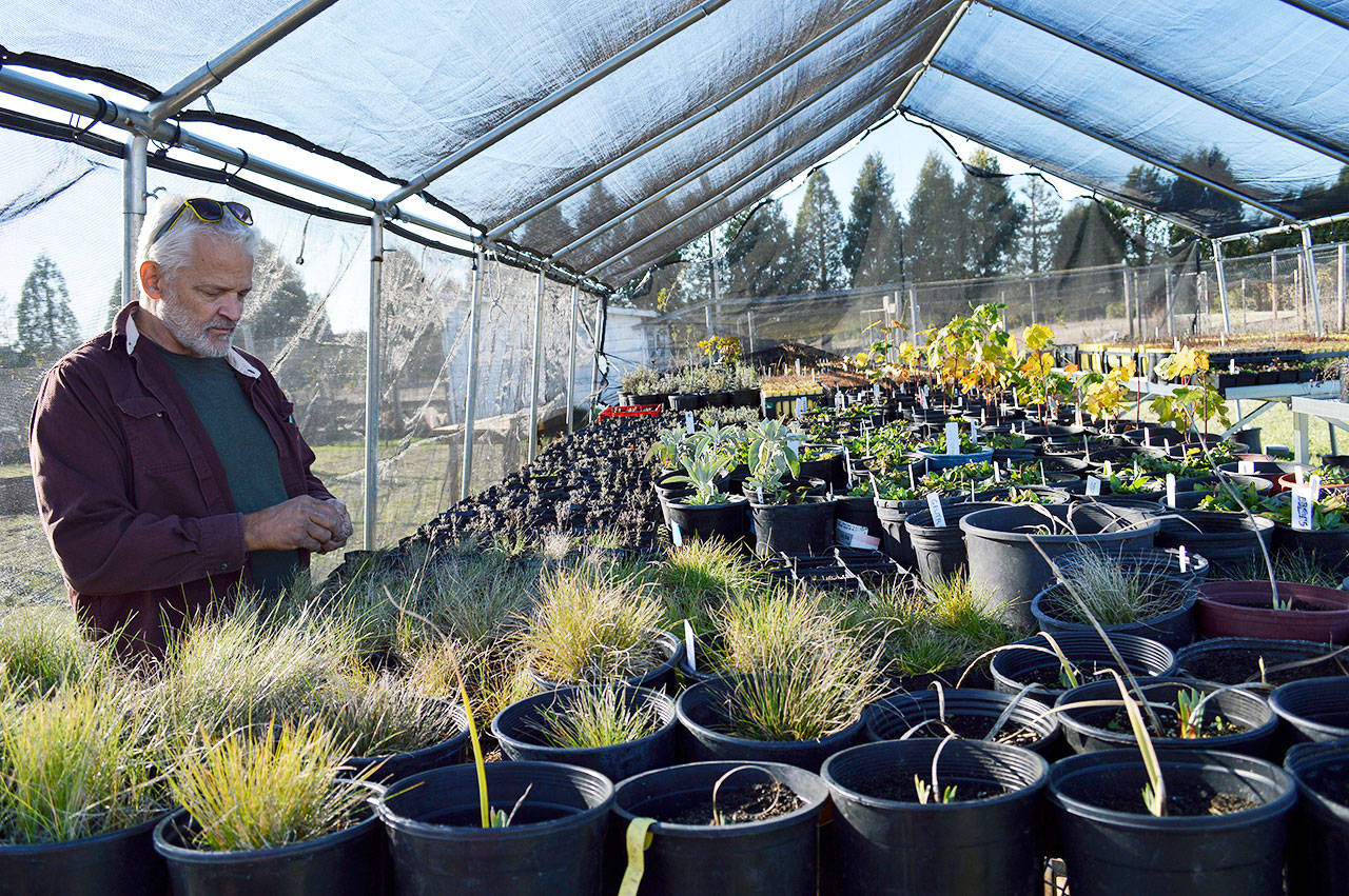 Robert Pelant, founder and CEO of the Pacific Rim Institute, stands among some of the organization’s collection of native plants. A portion of the funding for the nonprofit comes from the sale of native plant species. Photo by Laura Guido/Whidbey News-Times