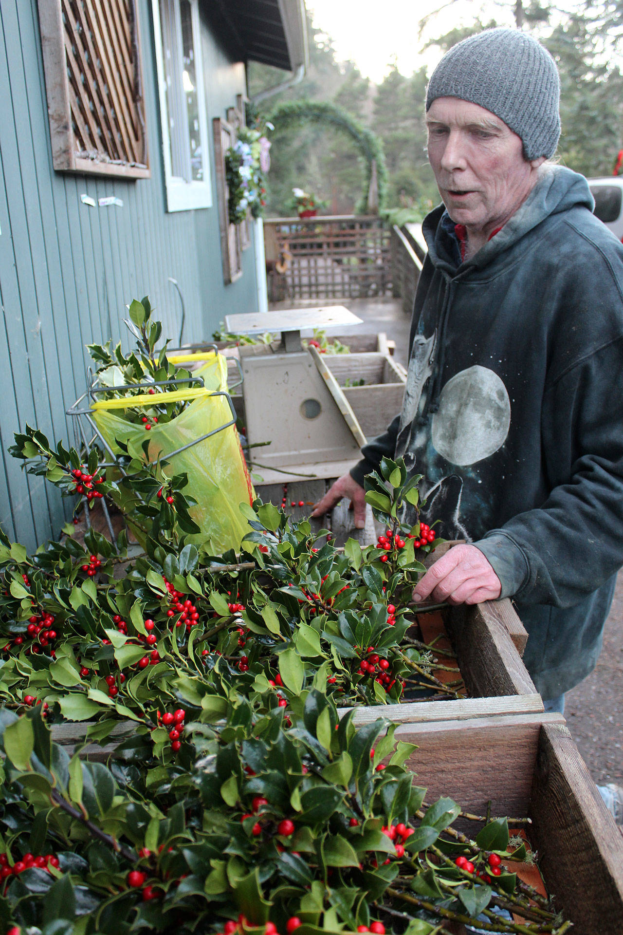 Henderson Holly Farm, north of Oak Harbor, has been making wreaths, swags, centerpieces since 1980. Owner Rob Henderson sorts through some holly stems that will be sold in bunches. Photos by Patricia Guthrie/Whidbey News-Times
