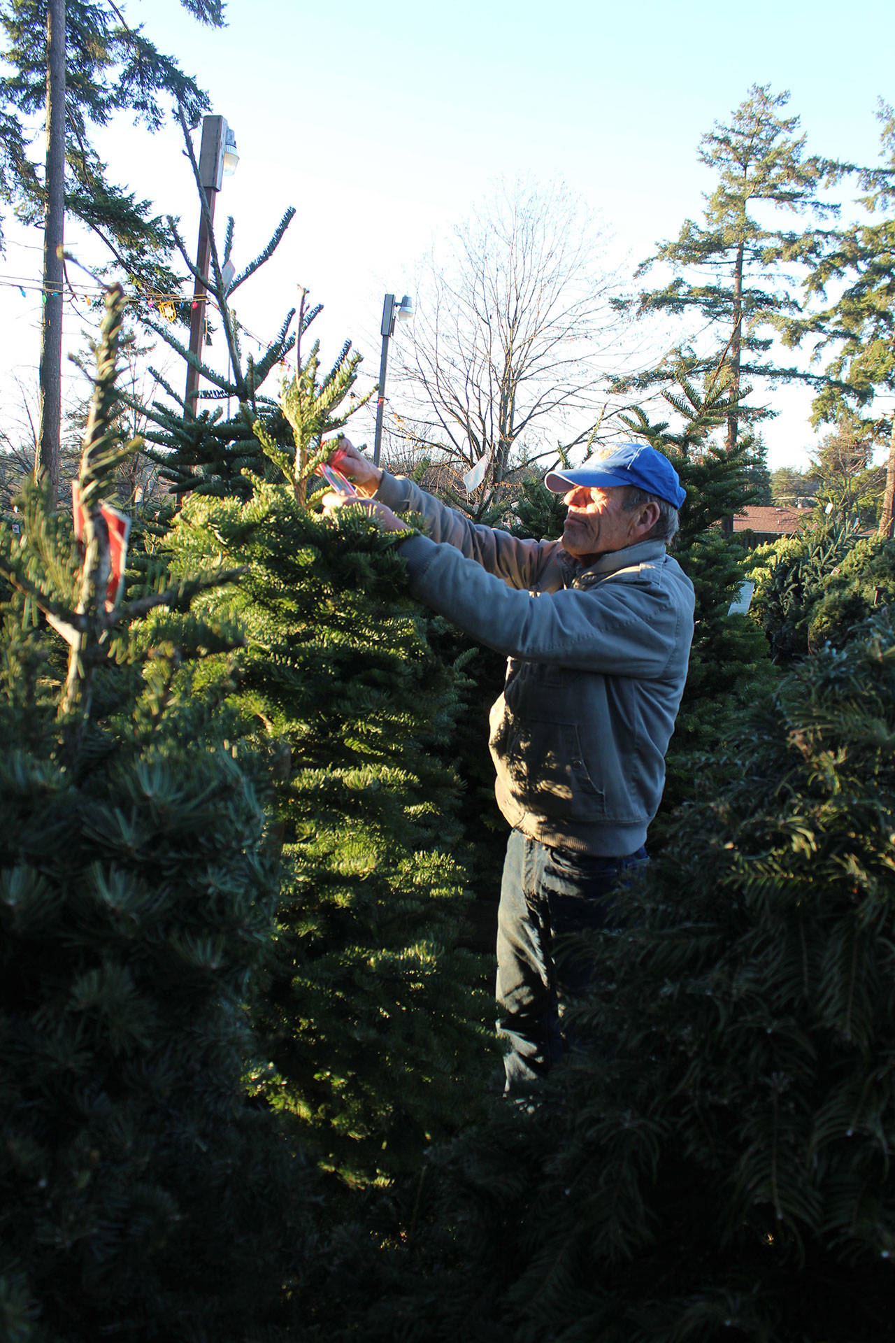 John Upah with the Oak Harbor Lions Club checks the lot’s selection. Whidbey Island is feeling the pinch of the Northwest’s Christmas tree shortage, some vendors say. Photos by Patricia Guthrie/Whidbey News-Times