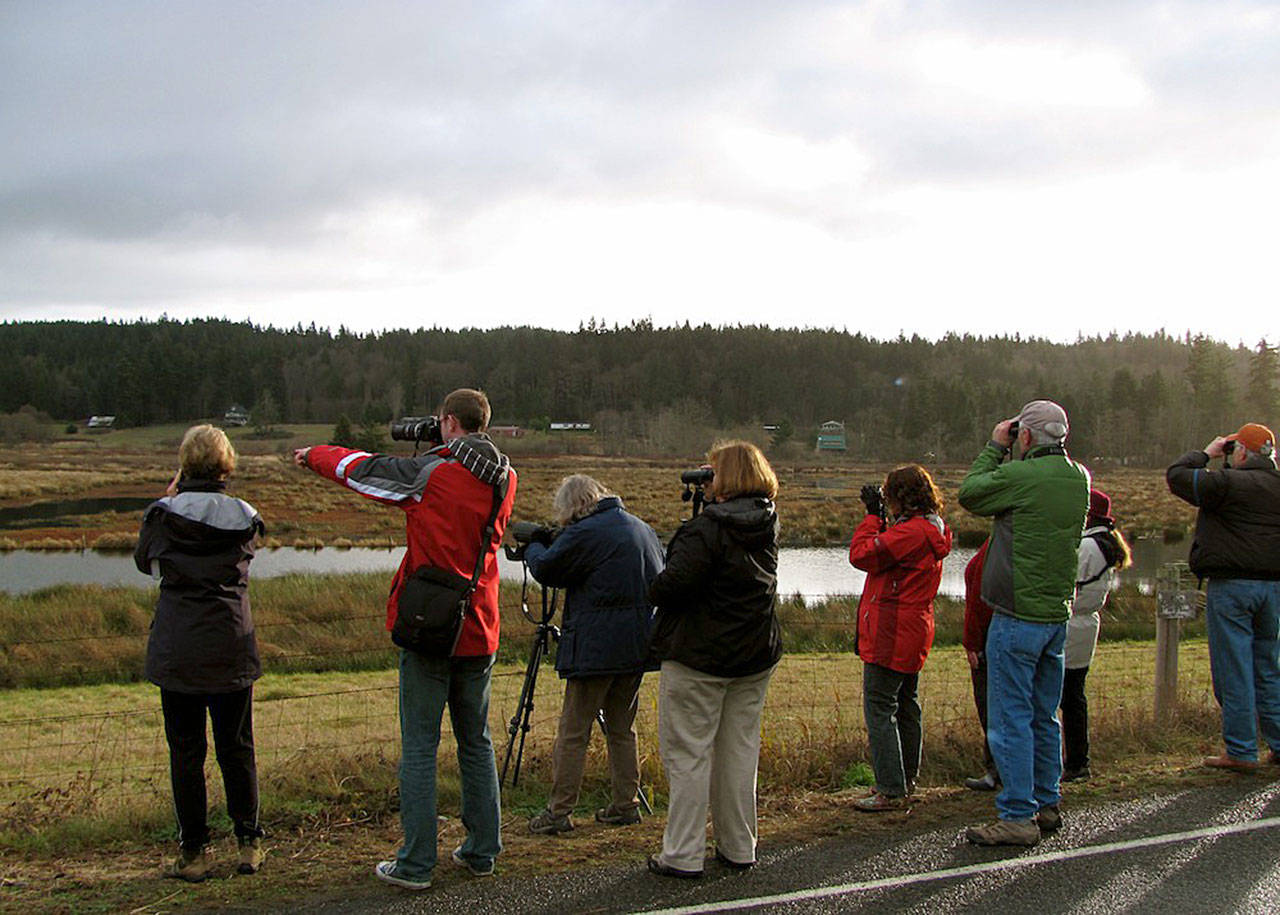 It takes a lot of binoculars and birders to tally a day’s worth of birds for the Annual Audubon Christmas Bird Count. This group scrutinizes Ewing Marsh during the 2012 Whidbey chapter count. Photo provided by Govinda Rosling
