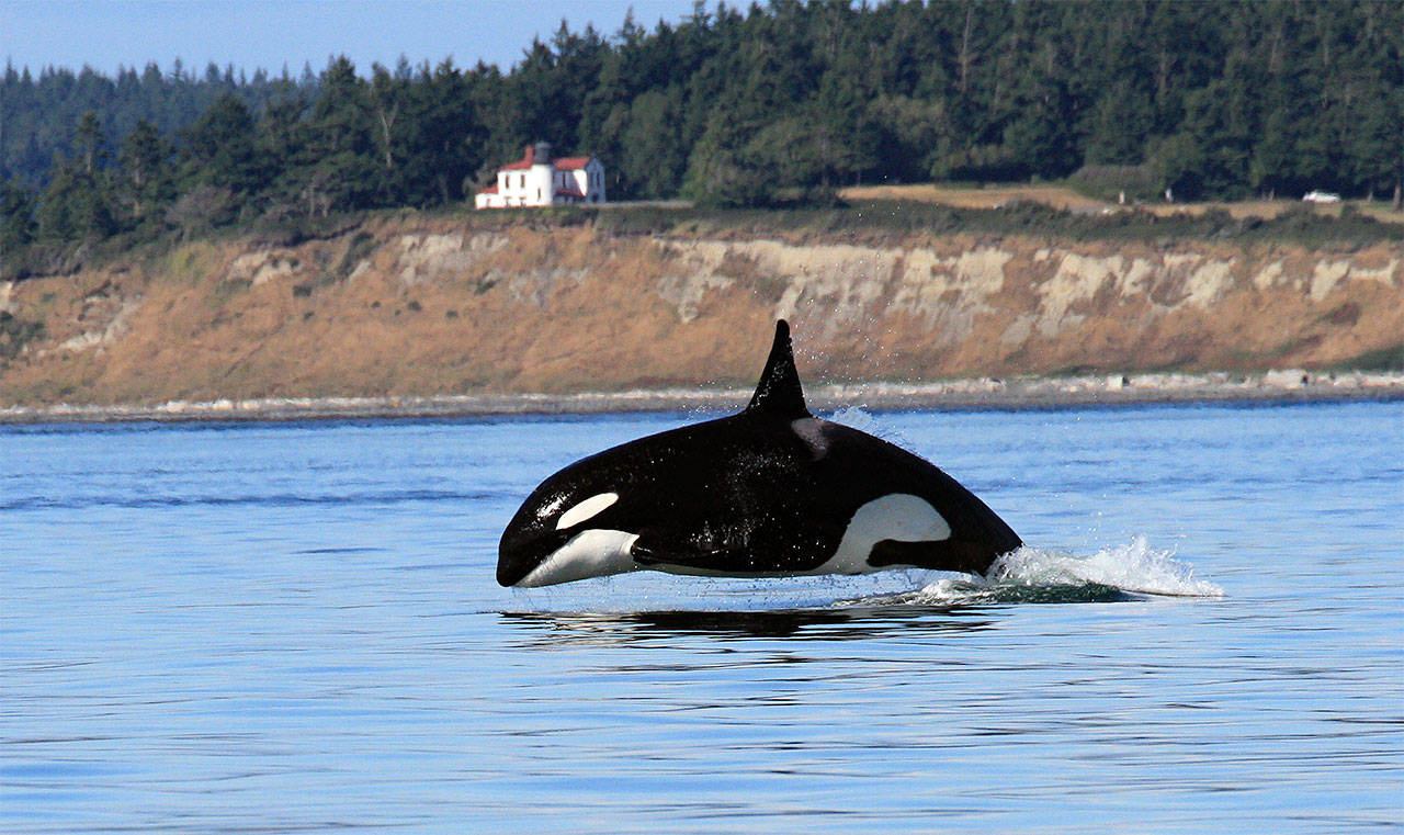 An orca breaches the surface of Admiralty Inlet below Fort Casey in 2015. Experts say they anticipate more appearances from orcas into early February. 2015 file photo by Jill Hein