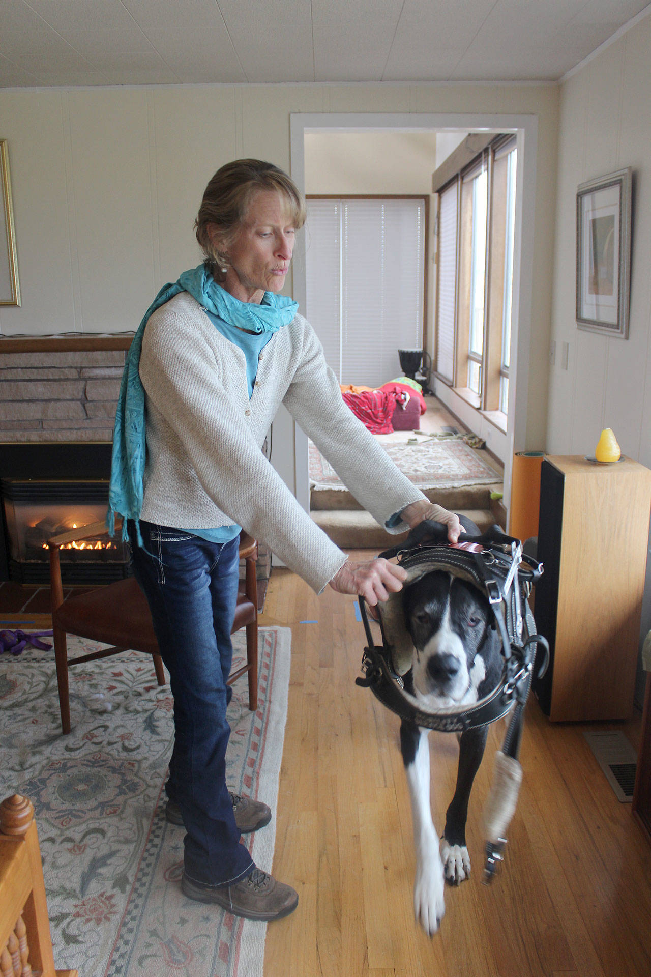 In the past few years, Great Danes started being trained as service dogs to help people with mobility issues. Here Renee Le Verrier has Tommy walk into his harness. He helps steady her and get up from low places. Photo by Patricia Guthrie/Whidbey News-Times