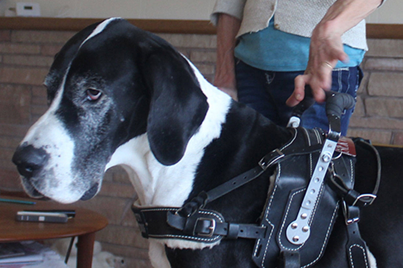 Balancing life with a ‘Great Dane cane’