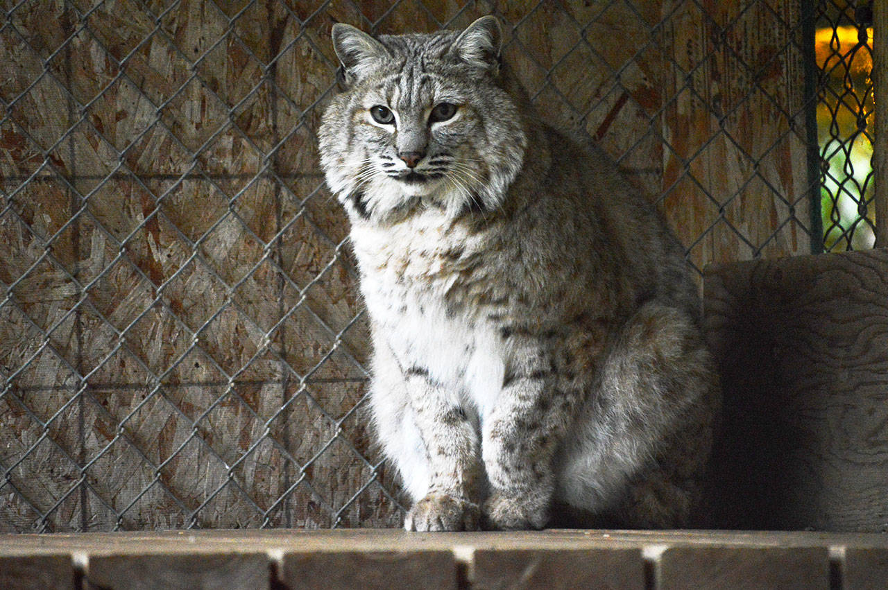 Laura Guido / Whidbey News Group — Lussmyer’s other big cat, Bob the 6-year-old bobcat, lives in a 20-foot-by-40-foot outdoor cage.