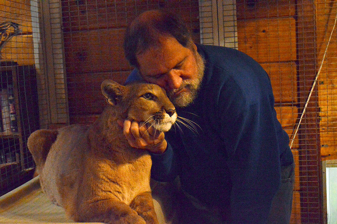 Laura Guido / Whidbey News Group — Greenbank resident John Lussmyer cuddles with his 13-year-old pet cougar, Talina. Lussmyer invited curious guests over to his house to see Talina and his pet bobcat, Bob.