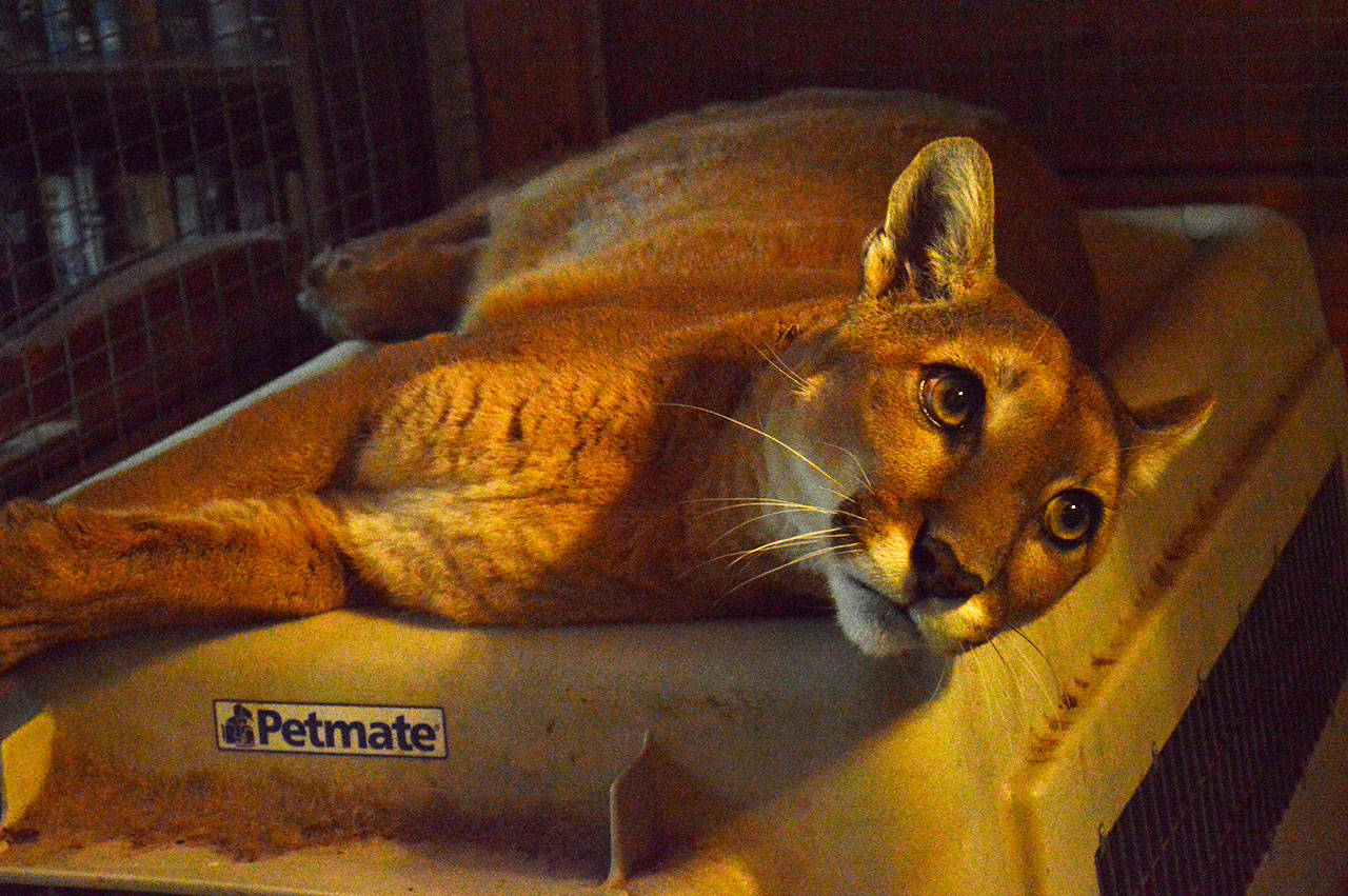 Laura Guido / Whidbey News Group — Talina stretches out in her cage. The cougar was raised by Lussmyer from when she was a kitten. She’s comfortable around people, and wasn’t alarmed by guests Thursday afternoon.