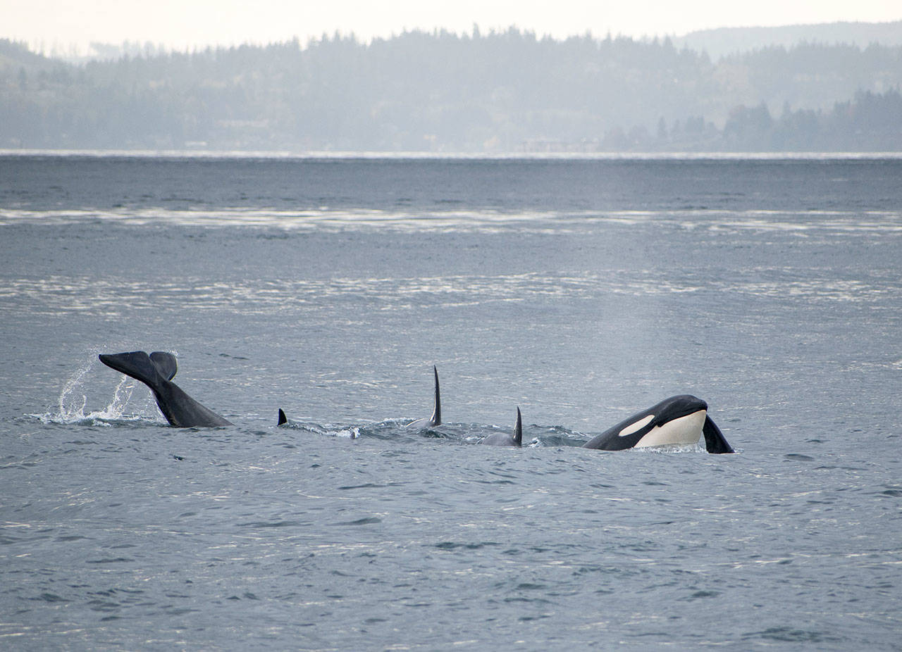 Southern Resident orcas in Admiralty Inlet, off Bush Point on Nov. 1, 2017. Photo provided by Howard Garrett