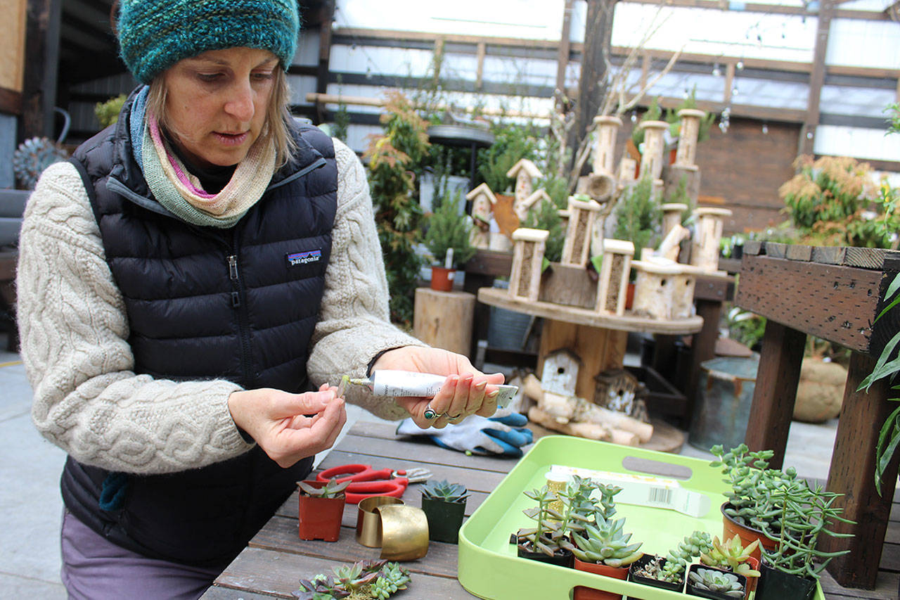 Tobey Nelson glues tiny pieces of a succulent plant on a bundle on wire to create botanical jewelry. Nelson specializes in floral arrangements for special occasions and she teaches floral jewelry classes. Photo by Patricia Guthrie/Whidbey News-Times