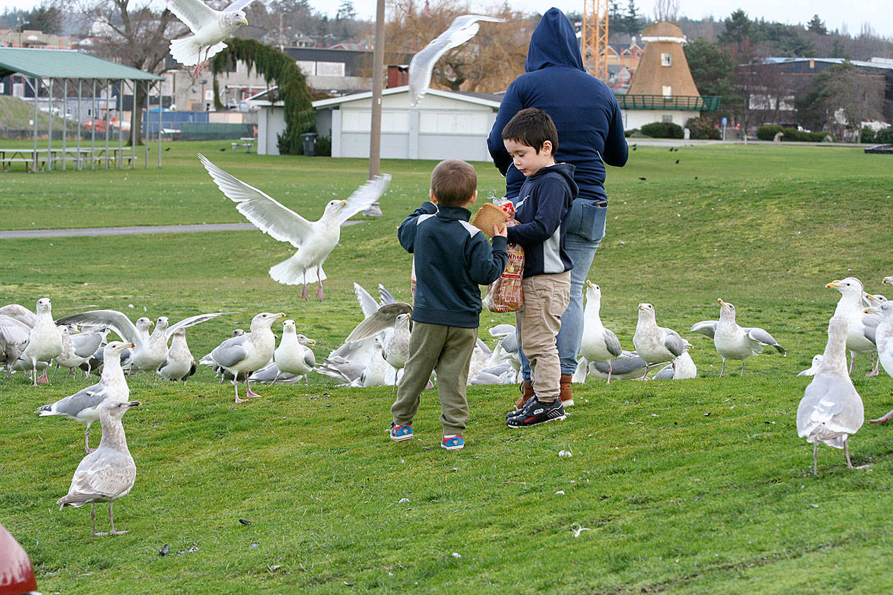 File photo                                Children feed seagulls at Oak Harbor’s Windjammer Park.