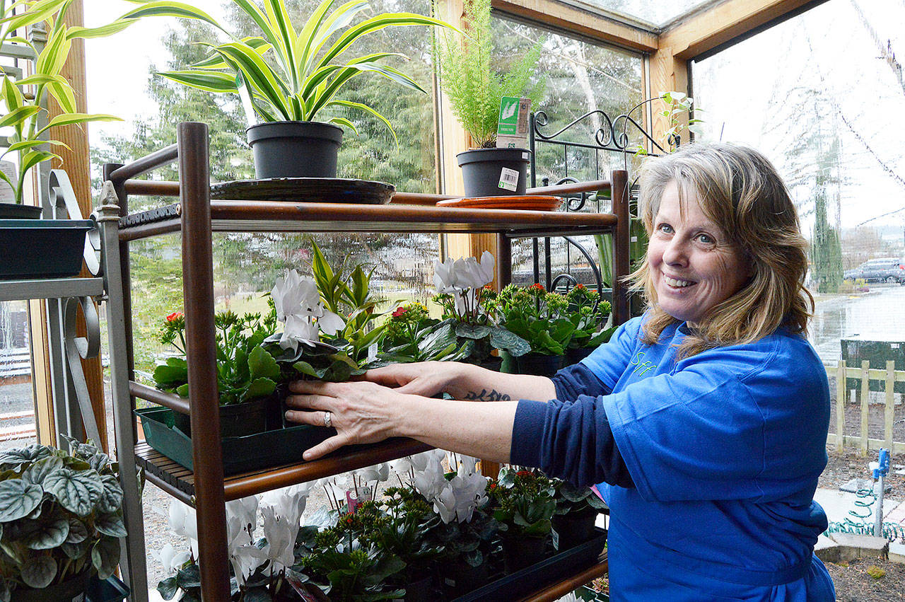 Jackie Bartsch arranges plant displays at her new business, Rain Shadow Nursery, which opens in Coupeville on Saturday. Photo by Megan Hansen/Whidbey News-Times