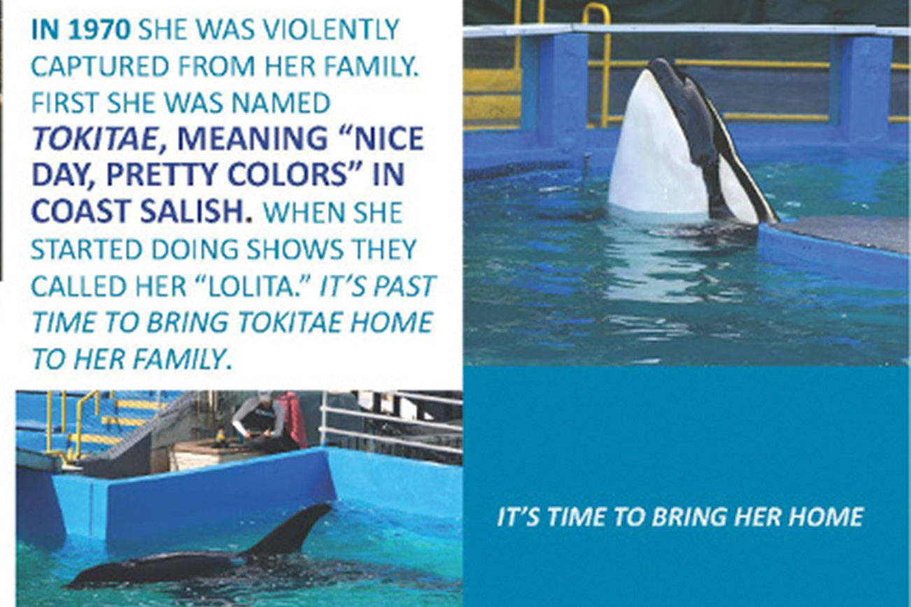 Tribe demands release of captive orca