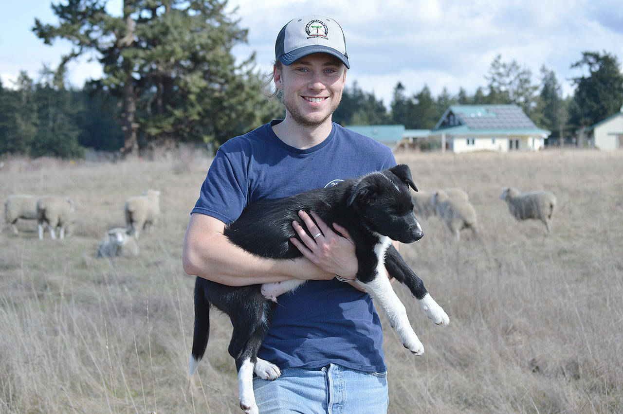 Elijah Iles and his sheep dog-in-training Juniper stand among Iles’ herd of pregnant ewes on the land he is leasing from the Pacific Rim Institute. Photo by Laura Guido/Whidbey News Group