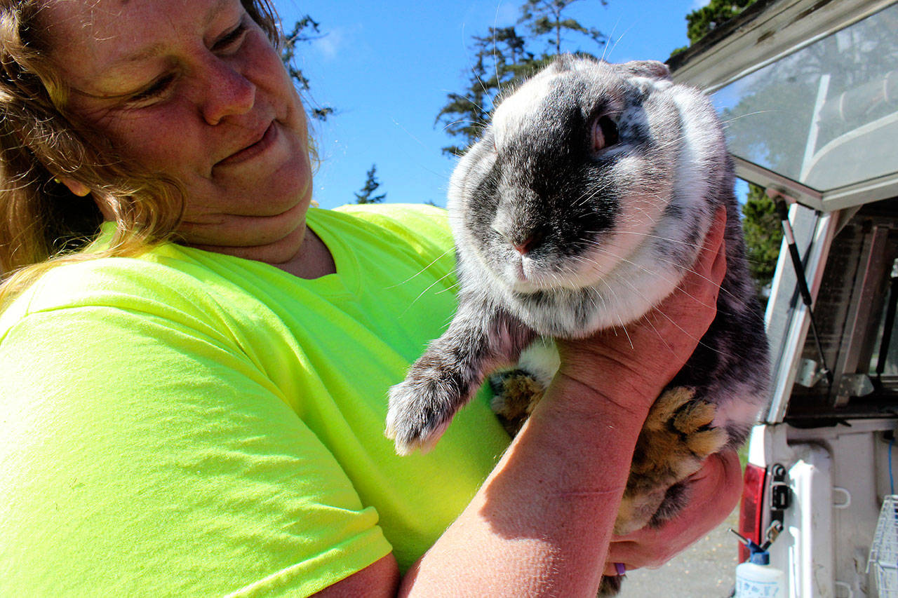 Helga Falconer got into the rabbit breeding business after her daughter asked for a bunny one Christmas. Here she holds Astro who is a breed called New Zealand X Flemish Giant.