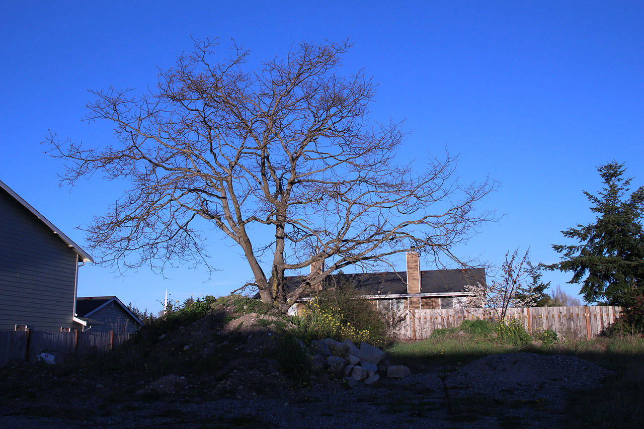 Measures would protect city’s Garry oaks