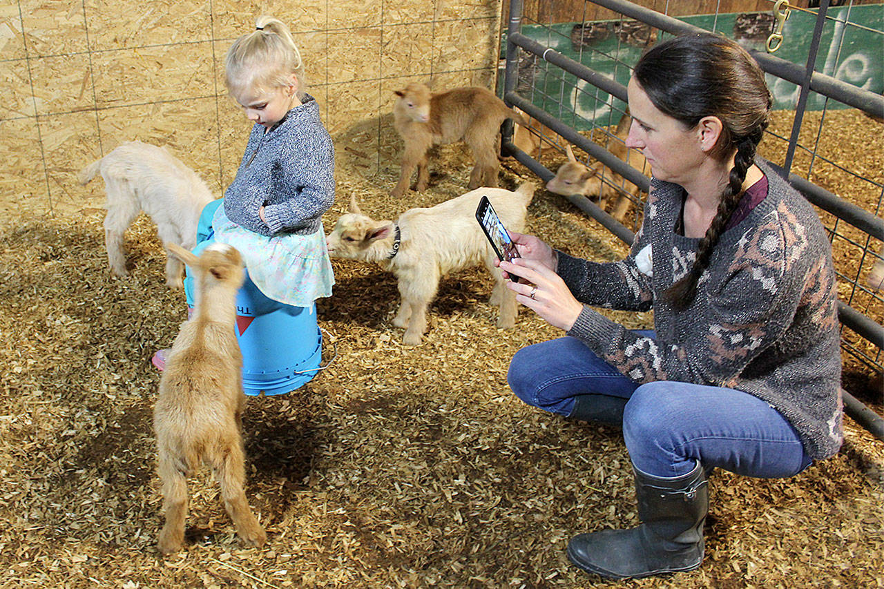 Two-year-old Mackenzie and four kid goats stay still long enough for mother/farmer/soapmaker Kimberly Christensen to take a photo. North Whidbey Farm is offering a farm tour April 15-16.