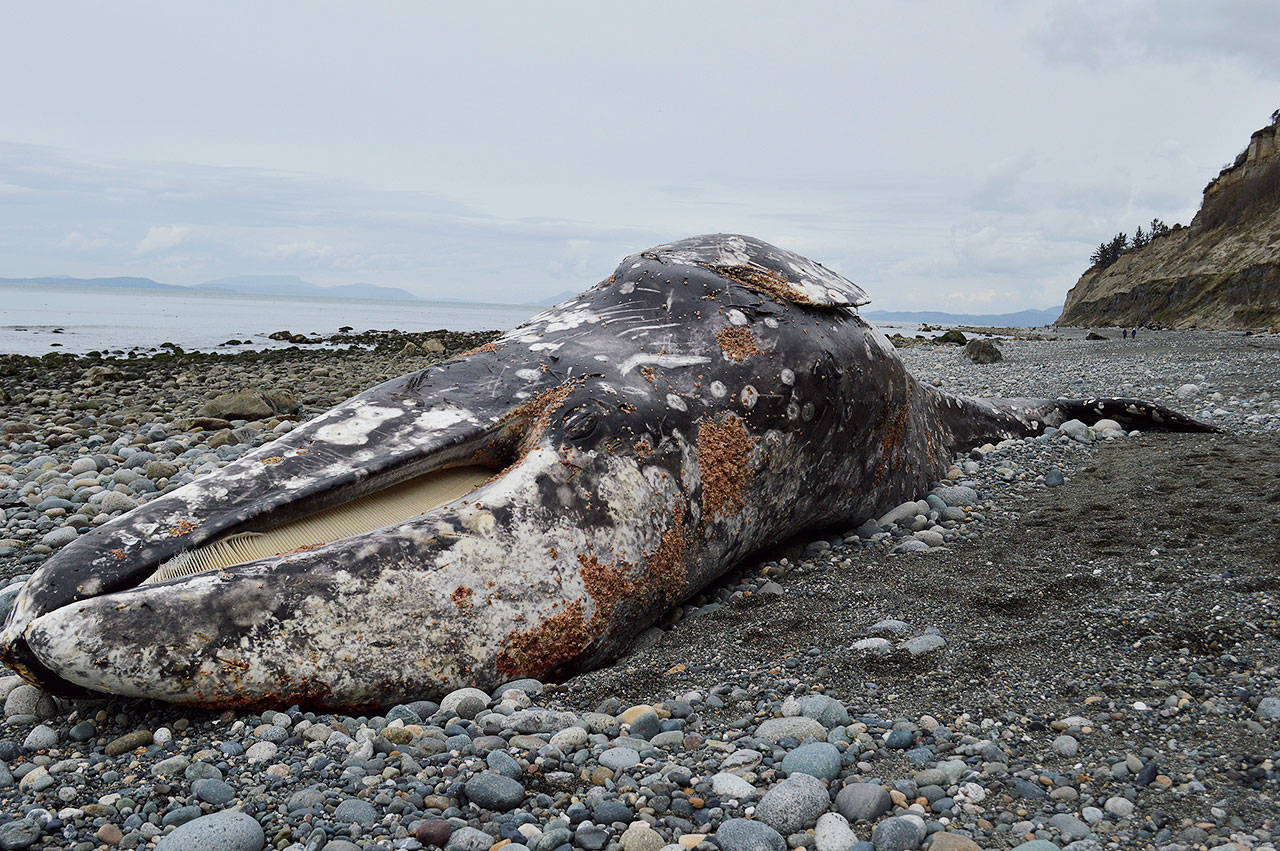 A young deceased whale washed up Tuesday on West Beach. After examining the body, researchers believe it died from malnutrition. Photo by Laura Guido/Whidbey News Group