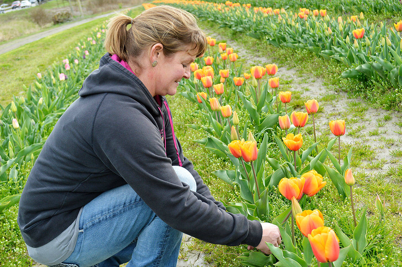 Kelli Short, co-owner of K&R Farms, picks a tulip from the recently-bloomed field at K&R Farm Stand. The stand will now sell fresh-cut flowers along with produce, ice cream, honey and other locally-made products. Photo by Laura Guido/Whidbey News Group
