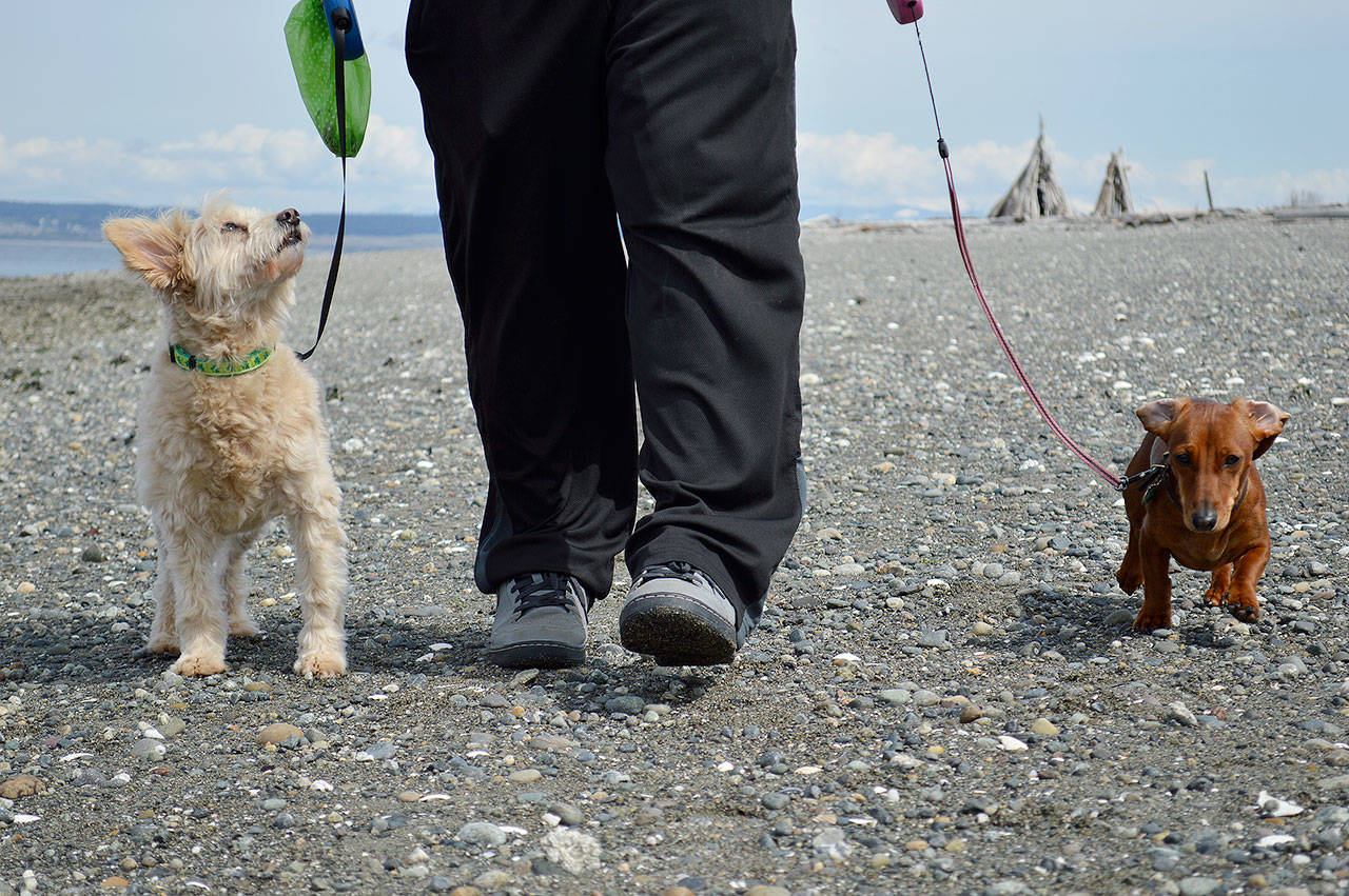 Erik King walks Cooper, left, and Stella on the beach at Long Point. County environmental health officials say one of the most simple things people can do to protect water quality is pick up and bag their dogs’ poop. Photo by Laura Guido/Whidbey News Group