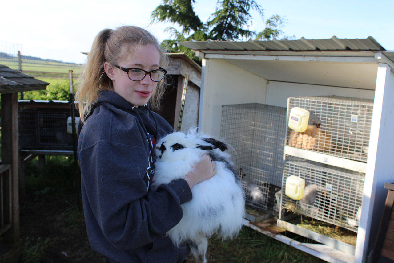 Wynter Arndt takes care of six big rabbits and one baby bunny on her family’s Coupeville farm, including this French angora named Dolly Parton. Photo by Patricia Guthrie/Whidbey News-Times