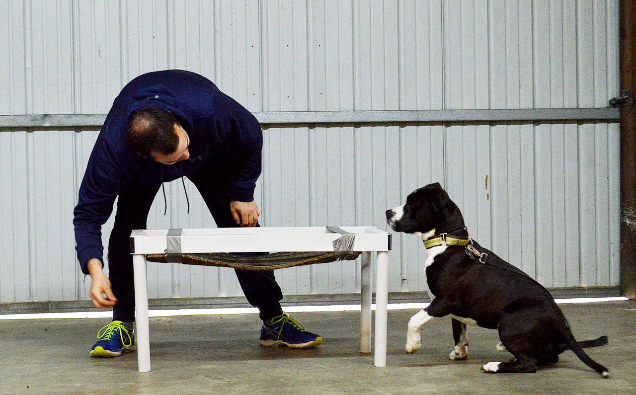 Peter Salveson uses a treat to encourage his dog Sarge to go under the table in an exercise with the Canine Sports Sampler class offered by the South Whidbey Parks and Recreation District. The next session of classes, which take place at South Whidbey Community Park, will start May 13. Photo by Laura Guido/Whidbey News Group
