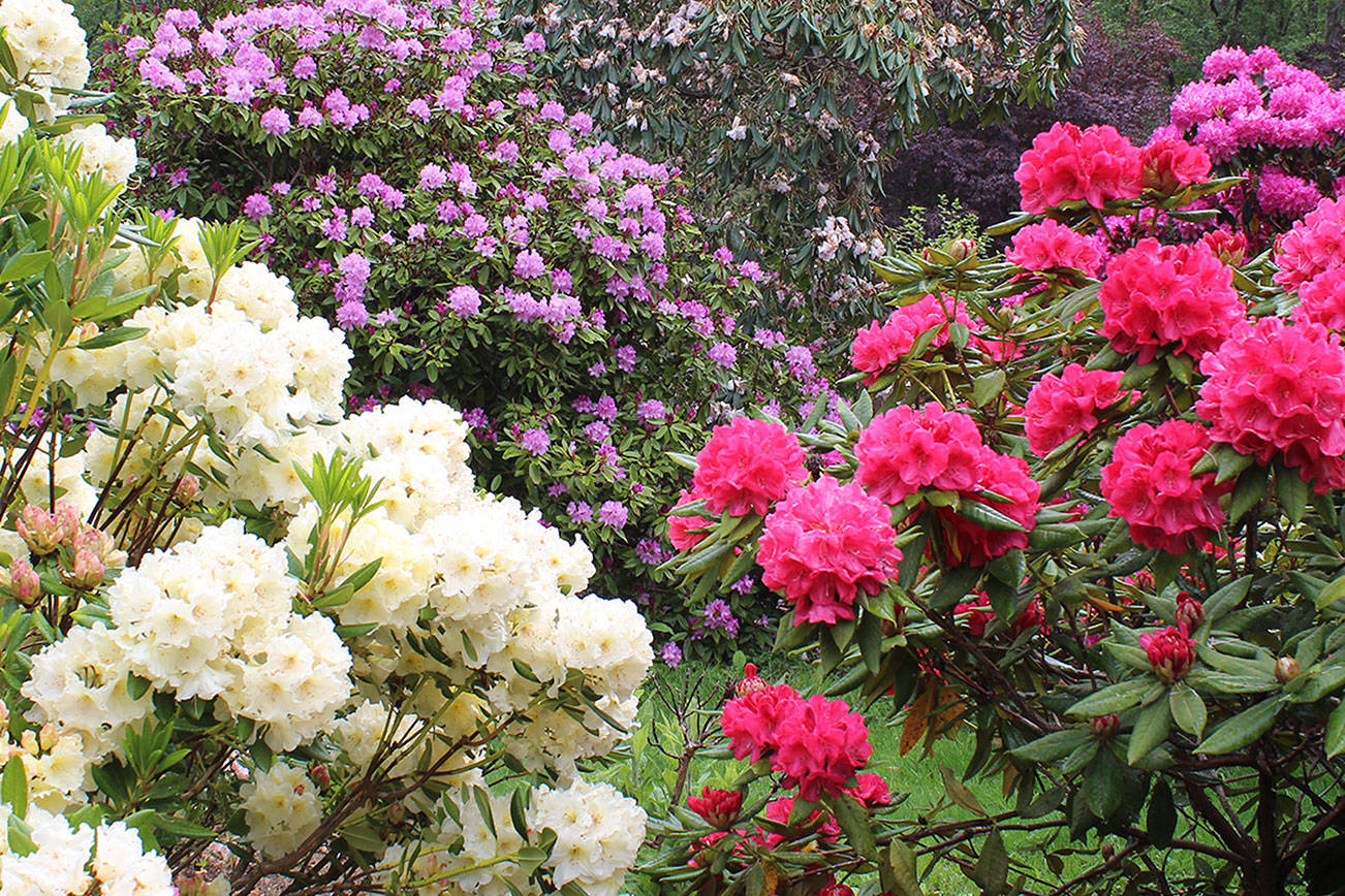 A rainbow of rhodies awaits visitors this weekend at Meerkerk Gardens. The sanctuary of paths, woods, water views and hundreds of rhododendrons and other flowering plants hosts its annual Mother’s Day concert Sunday. Tickets: $10.