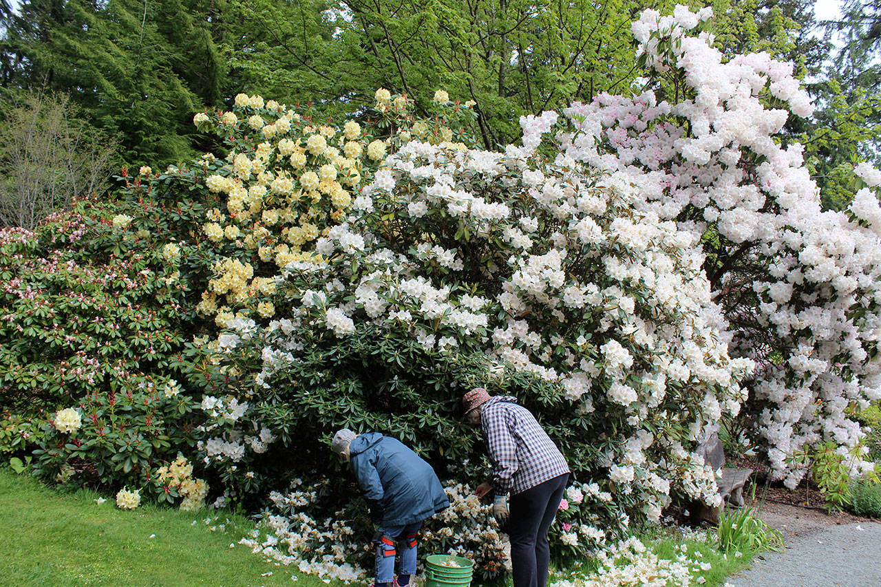 Pruning volunteers are dwarfed by the towering white rhododendrons near the entrance to Meerkerk Gardens. They were sprucing up for Sunday’s Mothers Day concert. Photos by Patricia Guthrie/Whidbey News Group