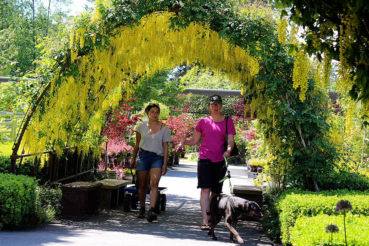 A tunnel of laburnum trees bloom into fragrant golden waterfalls of flowers at Bayview Farm & Garden. The annual spring delight is expected to attract many garden lovers Memorial Day weekend. Photo by Patricia Guthrie/Whidbey News Group