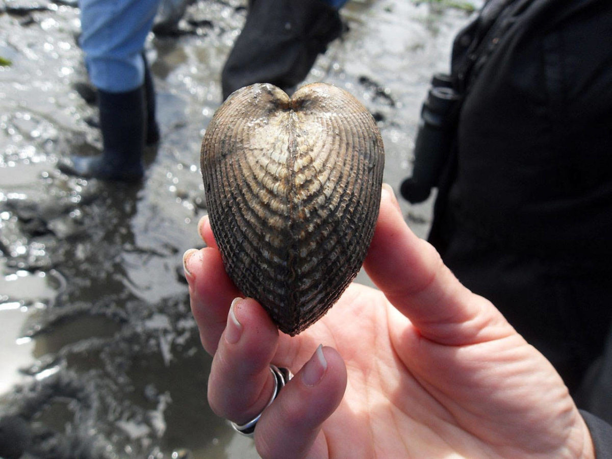 Mucking about in clamming class Whidbey NewsTimes