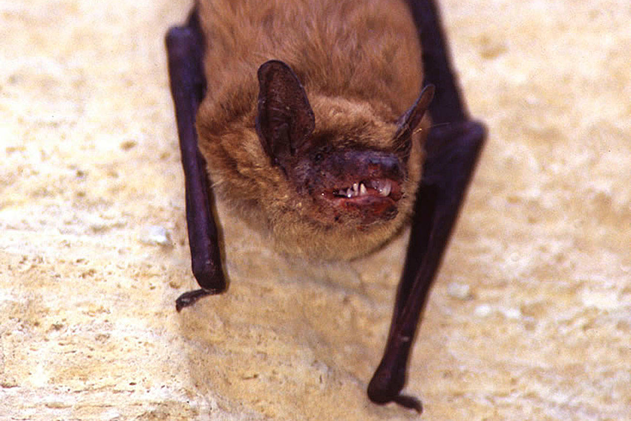 Health officer: summer brings out bats