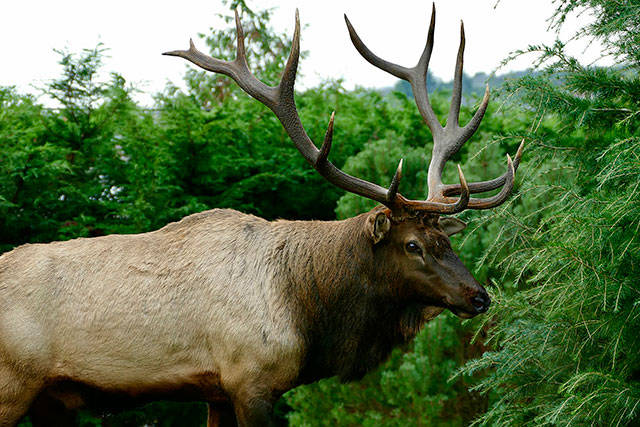 Photo courtesy Rodney Simmons                                Bruiser, Whidbey Island’s lone resident elk, has lived in the Strawberry Point area of Oak Harbor since the fall 2012.