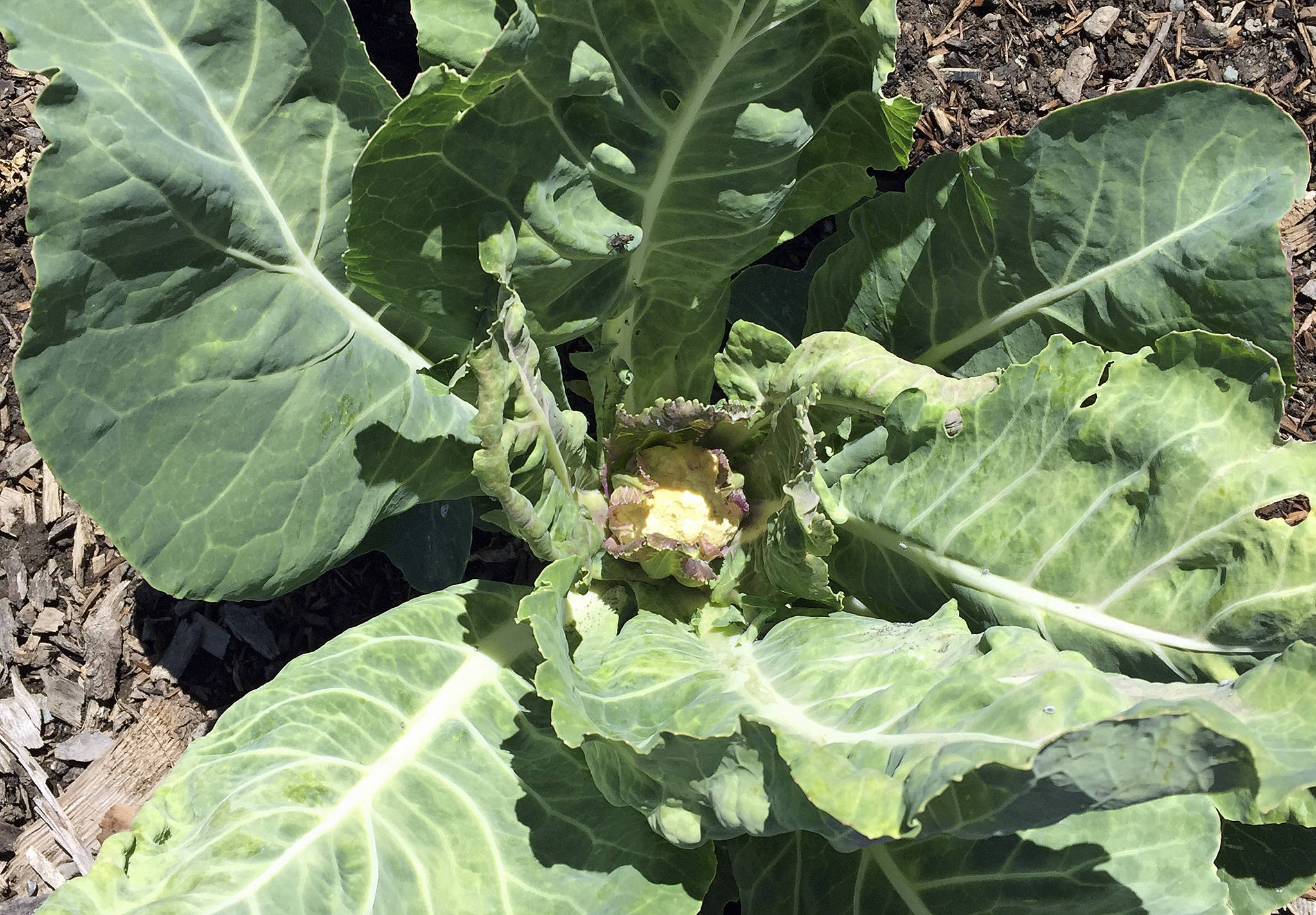 Photo by Harry Anderson                                Cauliflower develops large tough leaves to protect the young head.
