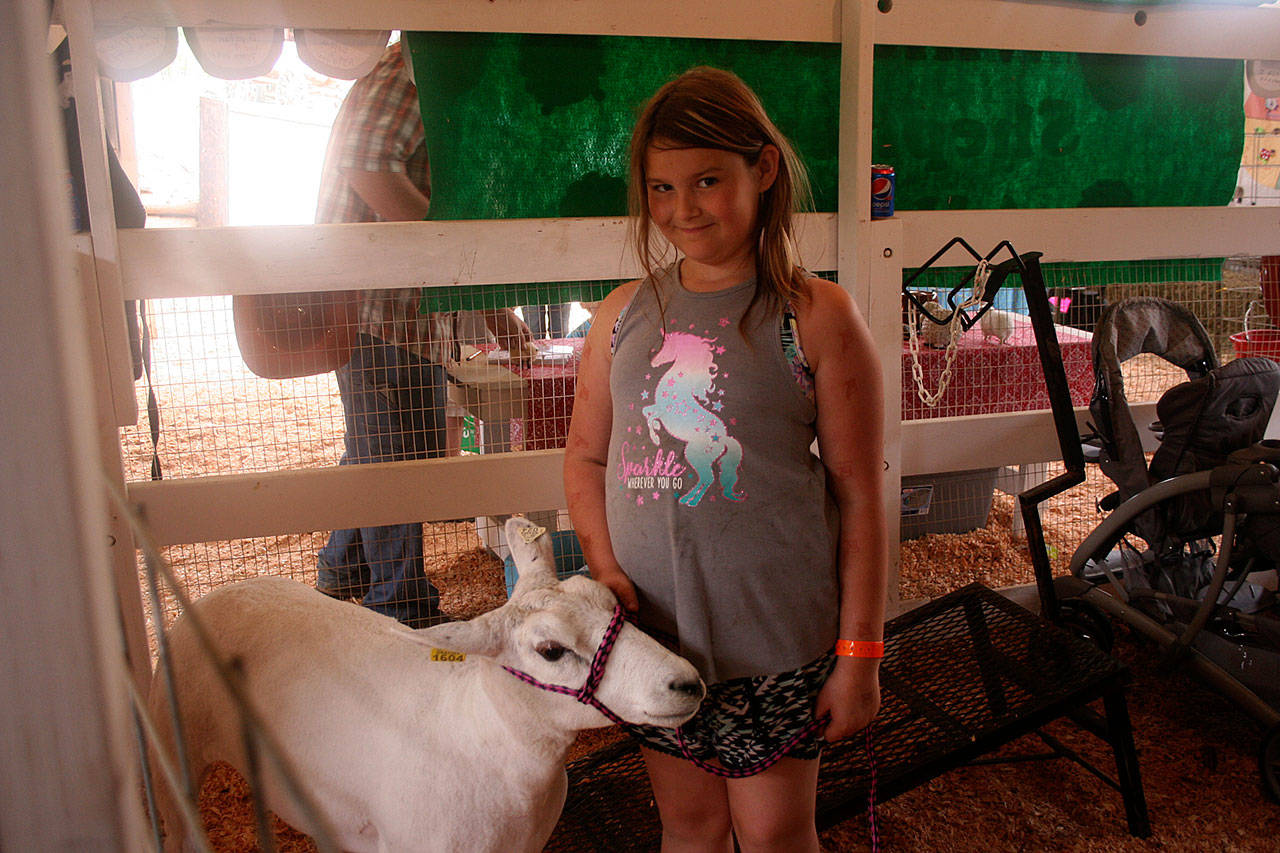 Photos by Emily Gilbert/Whidbey News-Times                                Top: Harley Engle, from Coupeville, and her cow Scarlett.                                Bottom: Lilly Kline, age 10, from Oak Harbor and her Texel sheep named Blossom.